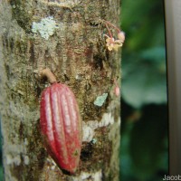 Theobroma cacao L.
